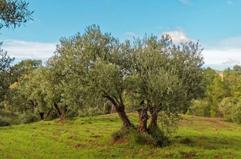Оливковое дерево в аренду